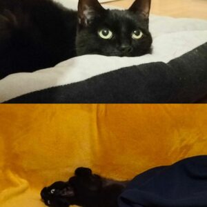 Haïko