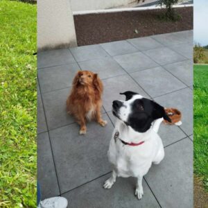 Pistache et Rintintin