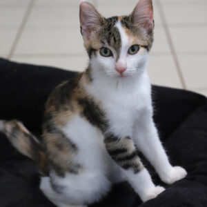 ZELDA