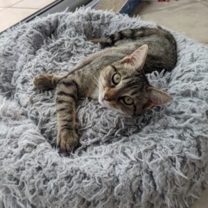 Maya (ex Munsh)