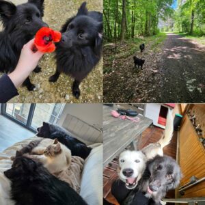 Turbo (ex Laiton) et Truffe (ex Bronze)