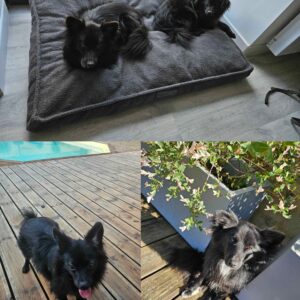 Turbo et Truffe (ex Laiton et Bronze)