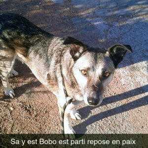 Bobo