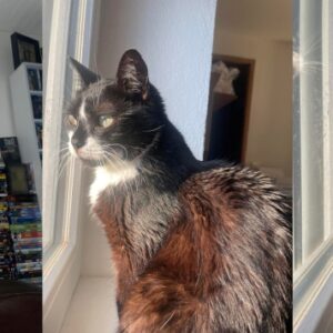 Plume (ex Coquet)