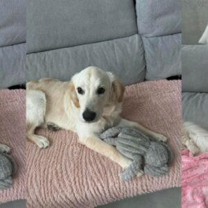 Praline (ex Rêve)