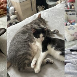 Figaro