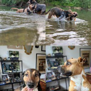 Oréo et Mako