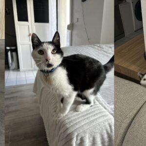 Pâte à modeler
