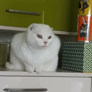 Cateline