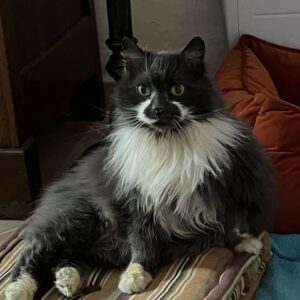 Stella