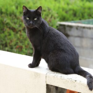 Zorro