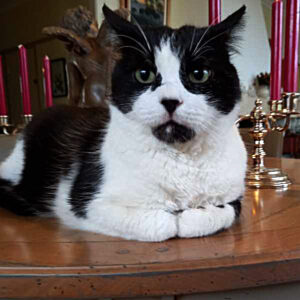 Mitsou