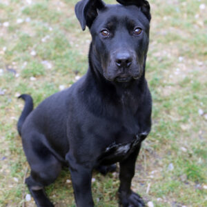 XENA