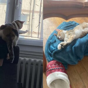 Chatoune et de Patoune