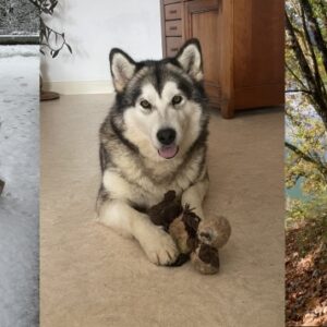 Bella (ex Odyssey)