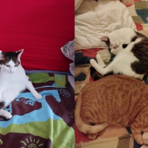 Lucky ( ex Albert) et Naya