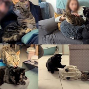 Oréo et Cookie (ex Jerez et Bonnie)