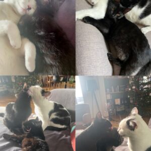Chably(ex Sisi), Gevrey (ex MOISE/Milton) et Chambertine (ex Océane)