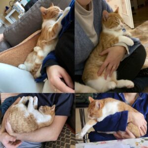 Flamby (ex Nijar)