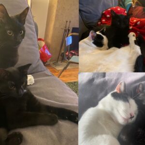 Chably (ex Sisi), Gevrey (ex MOISE) et Chambertine (Océane)
