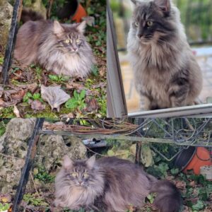 Tylia (ex T'Bouna)