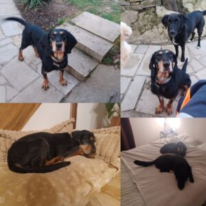 Otis
