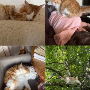 Patoune (ex Maohi)
