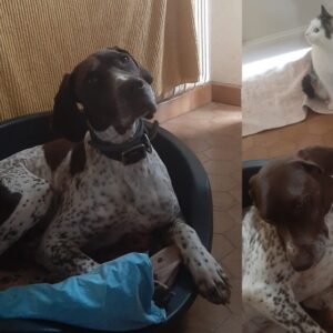 Snoopi