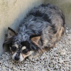 PEPITA