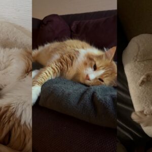 Patoune (ex Maohi)
