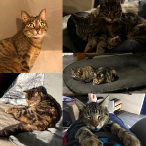 Kiki (ex Greemlins) et Sury (ex Biquette)