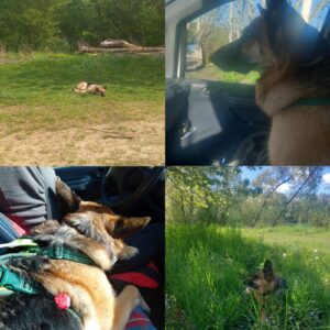 Nala (ex Alice)