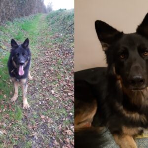TAZ
