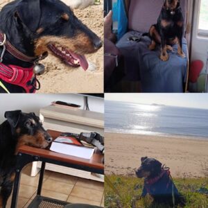 Rosco
