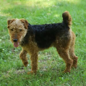 PADJO