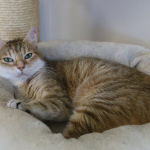 MEGARA
