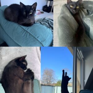 Krokmou (ex Mignonnette)