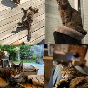 Kiki (ex Greemlins) et Sury (ex Biquette)