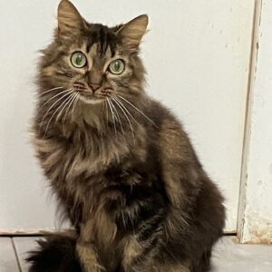 FIONA