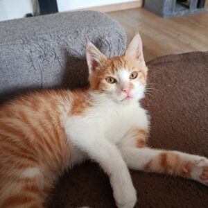 ASLAN