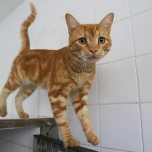 MINOU