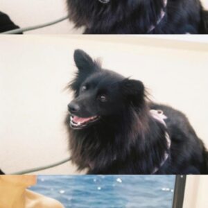 Lilo (ex Inox)