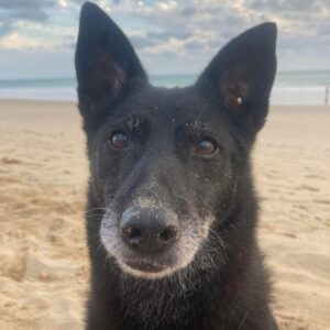 Ebony