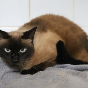 PRALINE
