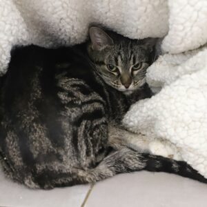 REGLISSE