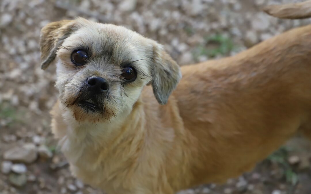 Sauvetage d’élevage le 4 septembre 2025