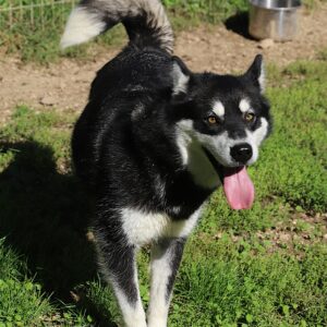 TEKILA