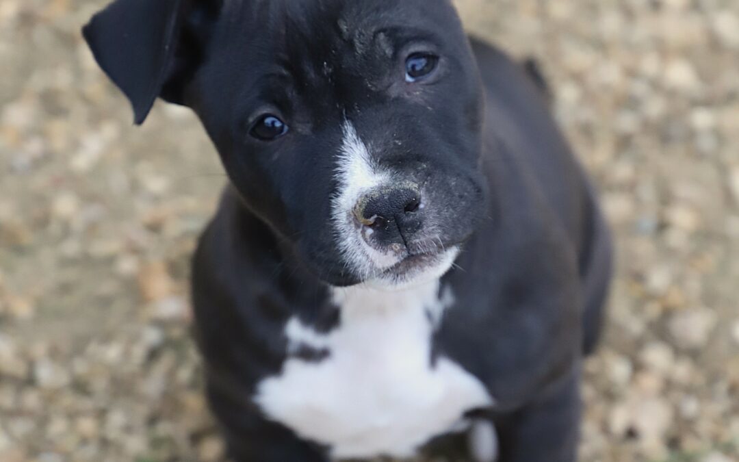 L&rsquo;humain est horrible