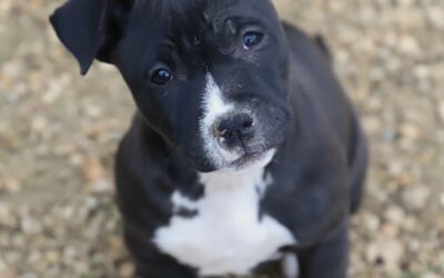 L&rsquo;humain est un monstre!