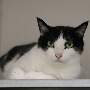 MI YING dit MINOUCHE